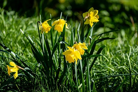 Cultivating Green Harmony: Unveiling Innovative Planting and Gardening Techniques